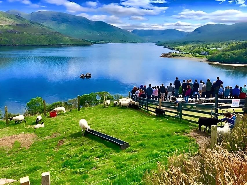 Sheepdog herding demo on working sheep farm. Galway. Guided. - What to bring, wear, and expect from the group size