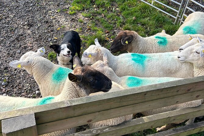 Sheepdogs in the countryside, authentic Dubliners city tour combo - Jameson Distillery Bow St: a quick, guided taste of the big brand
