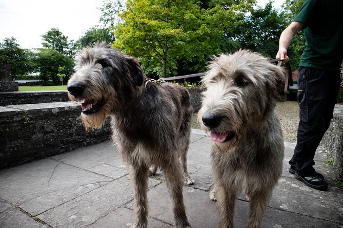 Skip the Line: Bunratty Castle and Folk Park Admission Ticket - Bunratty Walled Garden, fairy trail, and the animals you can plan around