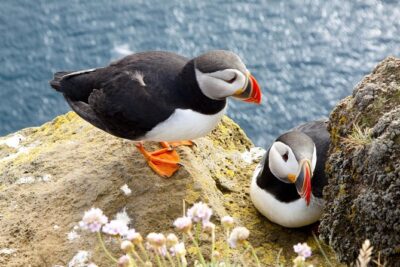 Small Group – Cliffs Cruise, Aran Islands AND Connemara in One Day from Galway