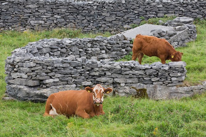 Small Group - Cliffs Cruise, Aran Islands AND Connemara in One Day from Galway - Inis Oirr on your clock: walking, views, and local island rhythm