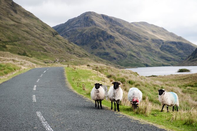 Small Group Kylemore Abbey, Sheepdog Demo & Connemara Tour - Joyce Country Sheepdogs, watching the work up close