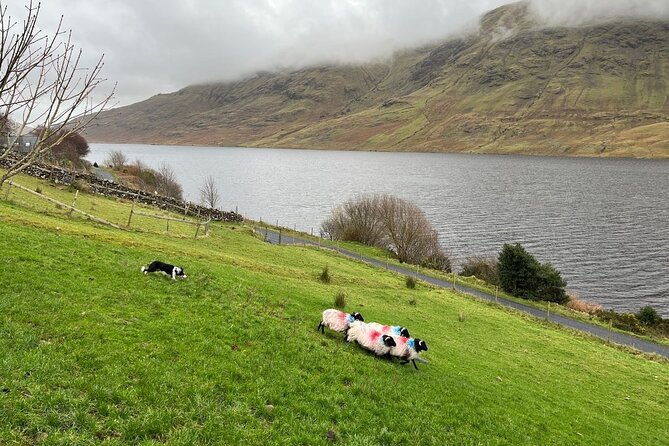 Small Group Kylemore Abbey, Sheepdog Demo & Connemara Tour - Pricing and value: what you pay for (and what you don’t)