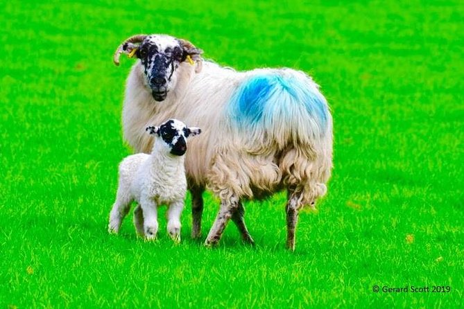 The Best Two Day Tours in Ireland: The Ring of Kerry and Dingle Slea Head Tours - Getting going from Killarney: pickup, timing, and vehicle comfort