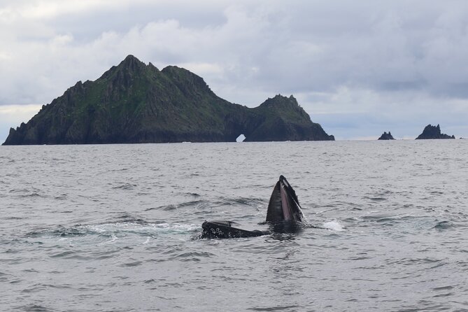 The Great Blasket Island Experience - Premium Tour - Meeting at Dingle Marina, then out for a quick start at 11:00