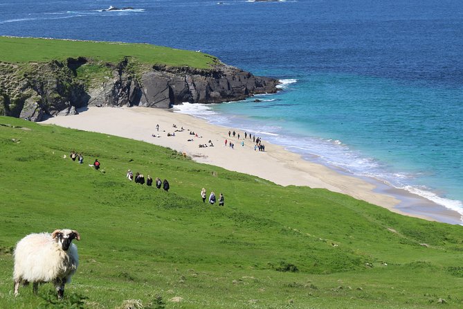 The Great Blasket Island Experience - Premium Tour - The 1.5-hour eco cruise: caves, birds, and the Fungie factor