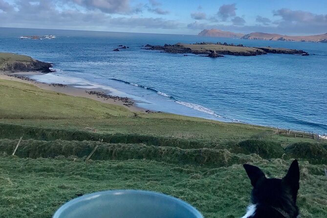 The Great Blasket Island Experience - Premium Tour - The return at 4:00 pm: another chance for marine life