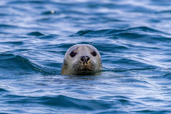 The Valentia Island Experience - What it feels like on board: comfort, safety, and a clear view