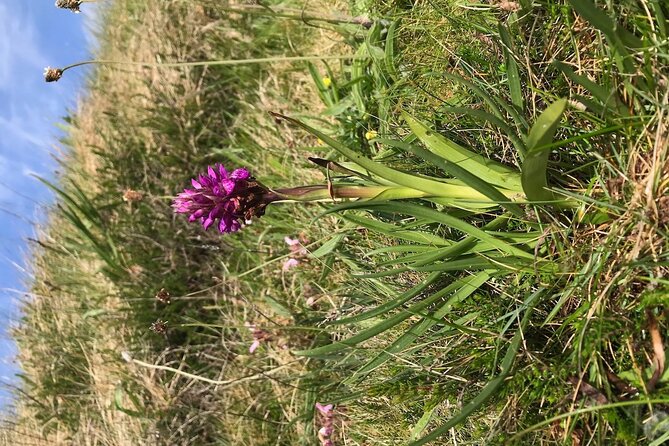 Toe Head Clifftop Hike in West Cork - Móin Rua heathland: the wild orchids stop you’ll remember