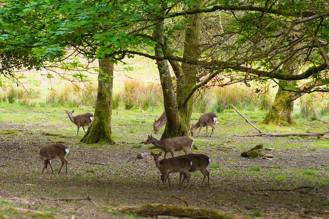 Visit Innisfallen Island - Getting there: where the boat leaves and how to plan your time