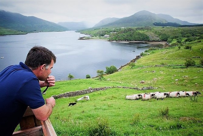 Visit traditional working sheep farm with sheepdog demo. Galway. - Key Points Before You Go