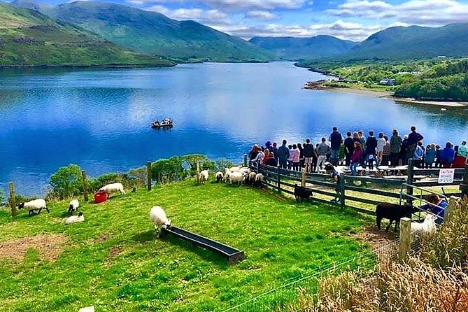 Visit traditional working sheep farm with sheepdog demo. Galway. - The Killary Sheep Farm Experience, in Plain Terms