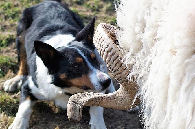 Visit traditional working sheep farm with sheepdog demo. Galway. - Killary Fjord Views Built Into the Farm Tour