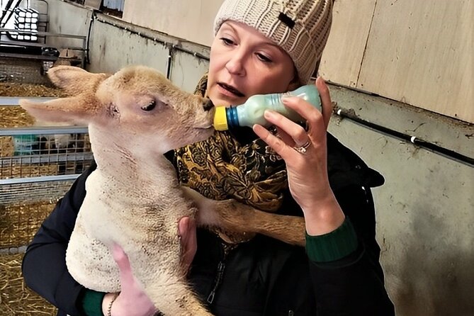 Visit traditional working sheep farm with sheepdog demo. Galway. - Bottle-Feeding Lambs, and the Sweet Reality of Farm Life