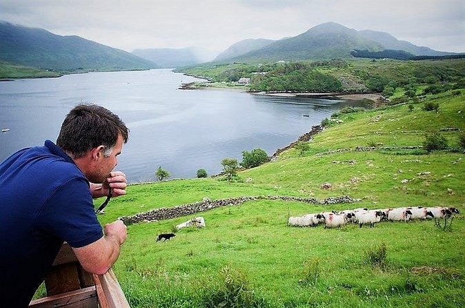 Visit traditional working sheep farm with sheepdog demo. Galway. - Sheep Shearing in Summer, A Rare Hands-On Tradtion