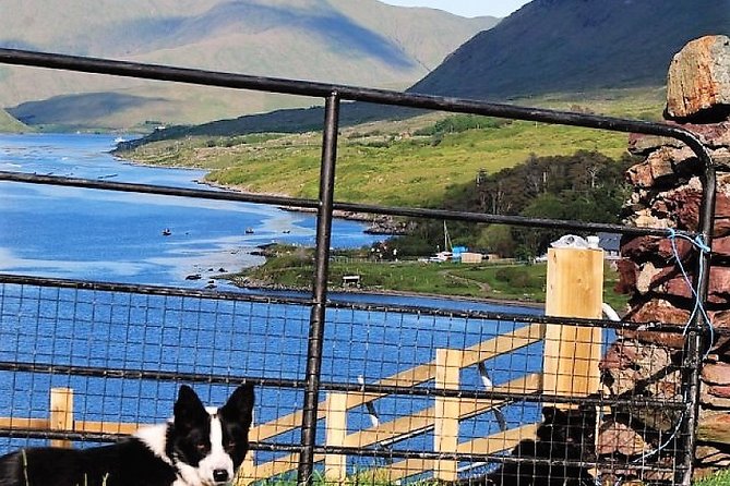 Visit traditional working sheep farm with sheepdog demo. Galway. - Price and Value: $24.45 for a Working Farm Stop