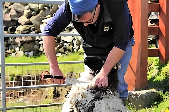 Visit traditional working sheep farm with sheepdog demo. Galway. - Getting There From Galway City, And Why It Matters