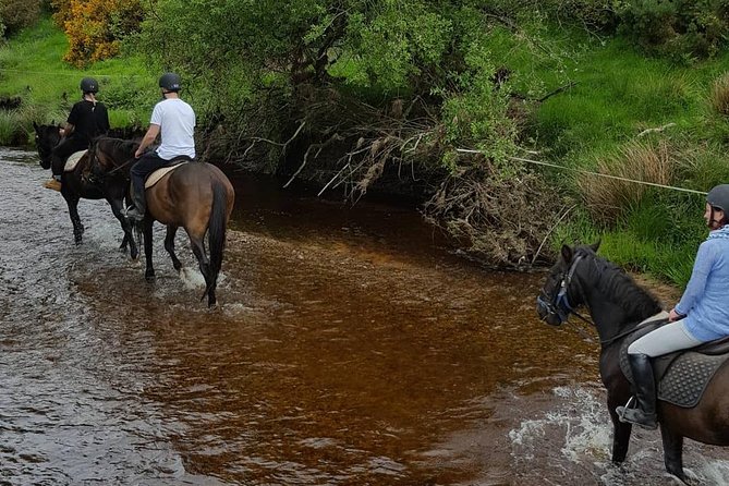Wicklow Mountains Horse Trekking - Out over the Wicklow Mountains and down the Kings River Valley