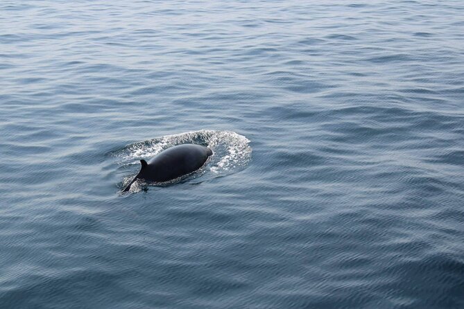 Wildlife Tour - Why Dingle’s Wildlife Boat Trip Makes Sense for Nature Lovers