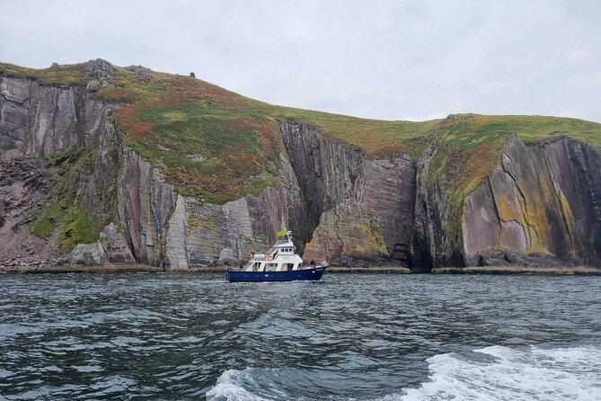 Wildlife Tour - Your Wildlife Route Depends on the Day (Dolphins, Whales, Seals, Seabirds)